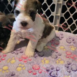Julep - Parti female Miniature Schnauzer puppy in Crestview, Florida from Dees Schnauzers