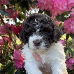 Boy 2 - Lagotto Romagnolo puppy in Westlake, Oregon from Premier Truffles
