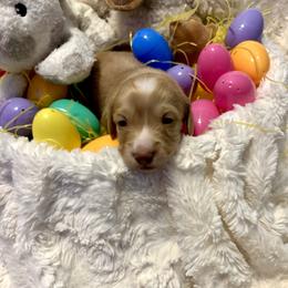 Murphy - Cream male Dachshund puppy in Statesville, North Carolina from Lakeside Dachshunds