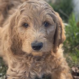 Samantha - Goldendoodle