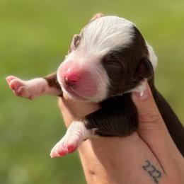 Piper AKC - Red tri-color female Australian Shepherd puppy in Polk City, Florida from Skaky Shepherds