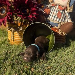 Light blue - Liver male English Cocker Spaniel puppy in Ohatchee, Alabama from Otter Creek Kennels