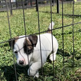 Paisley - Tri-color female Russell Terrier puppy in London, Kentucky from Norvell Kennels
