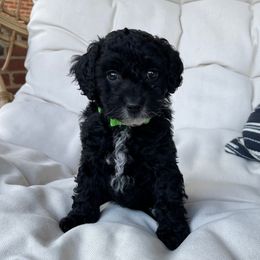 Cockapoo Puppies from Oak and Magnolia