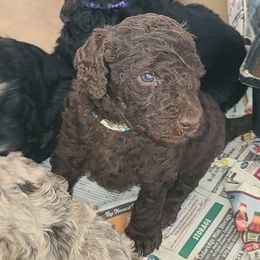 Hooligan - Brown male Poodle puppy in Paonia, Colorado from Sillydogs Poodles