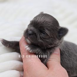 Girl 2 - Blue female Chihuahua puppy in Tulsa, Oklahoma from H-3 Chihuahuas