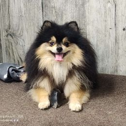 Levii - Pomeranian