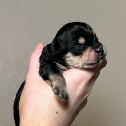 Snickers - Black & tan tri-color male Maltipoo puppy in Sacramento, California from Honeys Maltipoo’s
