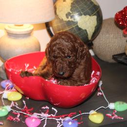 Red - Red  female Poodle puppy in Summit, Mississippi from poodles and doodles llc