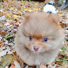 Pomeranian and Shetland Sheepdog Puppies from K&A Little Wonder's
