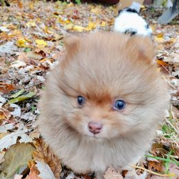 Pomeranian and Shetland Sheepdog Puppies from K&A Little Wonder's