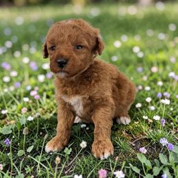 Clementine - Apricot female Goldendoodle puppy in Gainesville, Florida from Pet Inn Xxweetdoodles