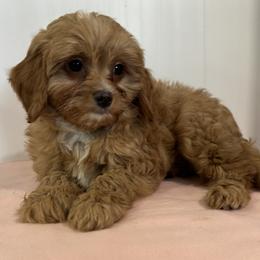 Lil Red - Red male Cavapoo puppy in Shipshewana, Indiana from Shelli's Puppies