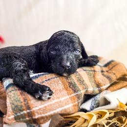 Cobalt - Black male Poodle puppy in Gaylord, Michigan from Dog Mom Co. Poodles