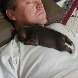 French Bulldog Puppies from Ginny's Frenchie's