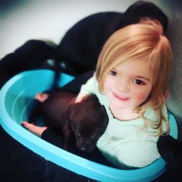 Labrador Retriever Puppies from Young’s Legacy Labradors