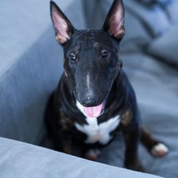 Girl 1 - Miniature Bull Terrier puppy in Florida from Sunshine Bulls
