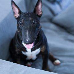 Girl 1 - Miniature Bull Terrier puppy in Florida from Sunshine Bulls