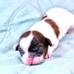 Boxer and Shih Tzu Puppies from L&L Euro Boxers and Small Town Shih Tzus