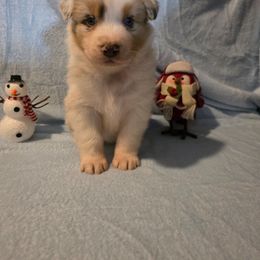 Boy 1 - Red merle male Australian Shepherd puppy in Athol, Idaho from ShorDu