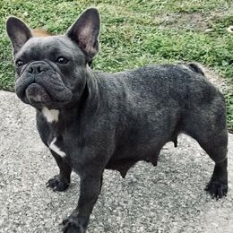Stella - French Bulldog