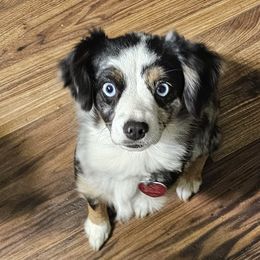 Aussiedoodles, Poodles, and Toy Australian Shepherds from Wild Farm Puppies
