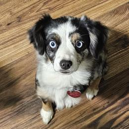 Aussiedoodles, Poodles, and Toy Australian Shepherds from Wild Farm Puppies
