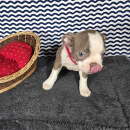 Bingo - Lilac female Boston Terrier puppy in Millers Creek, North Carolina from Tumbling Shoals Hilltop Bostons