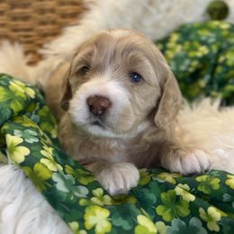 Clementine - Caramel Australian Labradoodle puppy in Duck River, Tennessee from Sunday Doodles