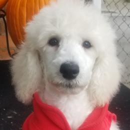 Poodle Puppies from Standard Hearts