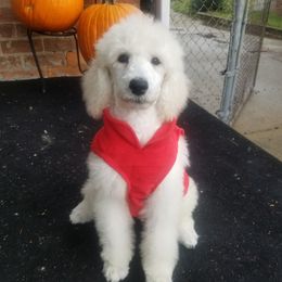 Poodle Puppies from Standard Hearts