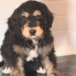 Parker - Tri-color male Bernedoodle puppy in Phelan, California from PuppyPaws4U