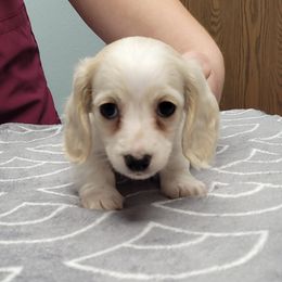 Girl 1 - Cream Dachshund puppy in Anamosa, Iowa from Melsh Precious Pets