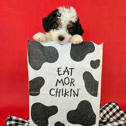 Clarabelle - Black and white female Bernedoodle puppy in Mckinney, Texas from M2 Bernedoodles