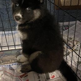 Siberian Husky Puppies from Siberian Huskies-Beckham the Great