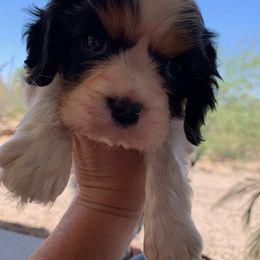 Cavalier King Charles Spaniel Puppies from Abbey Road Cavaliers