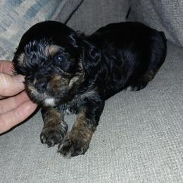 Boy 2 - Black and tan male Cavapoo puppy in Crosby, Texas from Oakdale Cavaliers