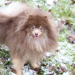 Loki - Lavender male Pomeranian puppy in Perry County, Ohio from Speechless Pom’s
