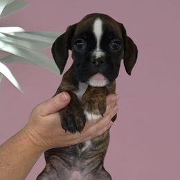 Purple brindle  girl 2 - Brindle female Boxer puppy in Red Boiling Springs, Tennessee from Silver Rain