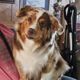 Seabrook - Miniature Australian Shepherd
