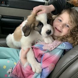 Saint Bernard Puppies from Sara’s Saint Bernards