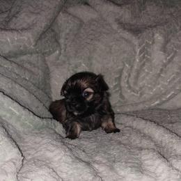Trooper chocolate dobie - Chocolate male Shih Tzu puppy in Arcadia, Florida from Kitsune Cuddles and kisses