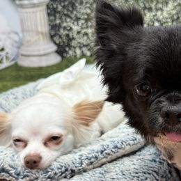 Chihuahuas from Tiny Paw Stars LLC