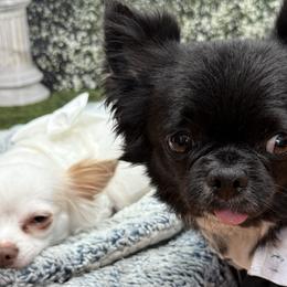 Chihuahuas from Tiny Paw Stars LLC