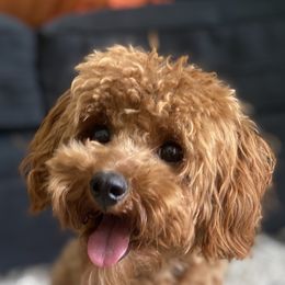 Goldendoodle and Poodle Puppies from French Creek Doodles