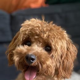 Goldendoodle and Poodle Puppies from French Creek Doodles
