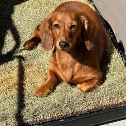 Orange - Red female Dachshund puppy in Federal Way, Washington from TopTeckel Kennels