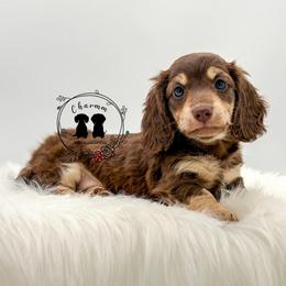 Willow - Chocolate and cream female Dachshund puppy in Litchfield, Illinois from Charmm Dachshunds