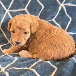Carmela - Red female Maltipoo puppy in Granada Hills, California from Sheryls Puppies