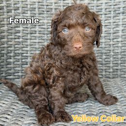 Yellow Collar - Chocolate female Goldendoodle puppy in Kingwood, Texas from Kingwood Goldendoodles
